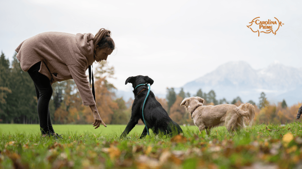 how-many-treats-per-day-for-a-dog-carolina-prime-pet
