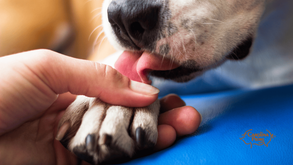 Why Does My Dog Keep Licking Their Paws? Carolina Prime Pet