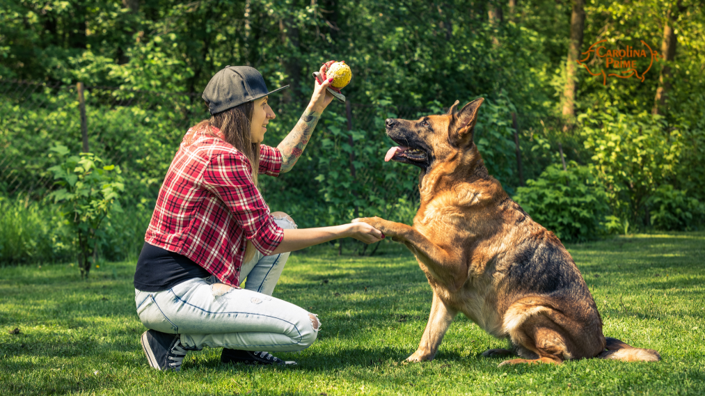 Image a dog shaking paws with owner in a field.