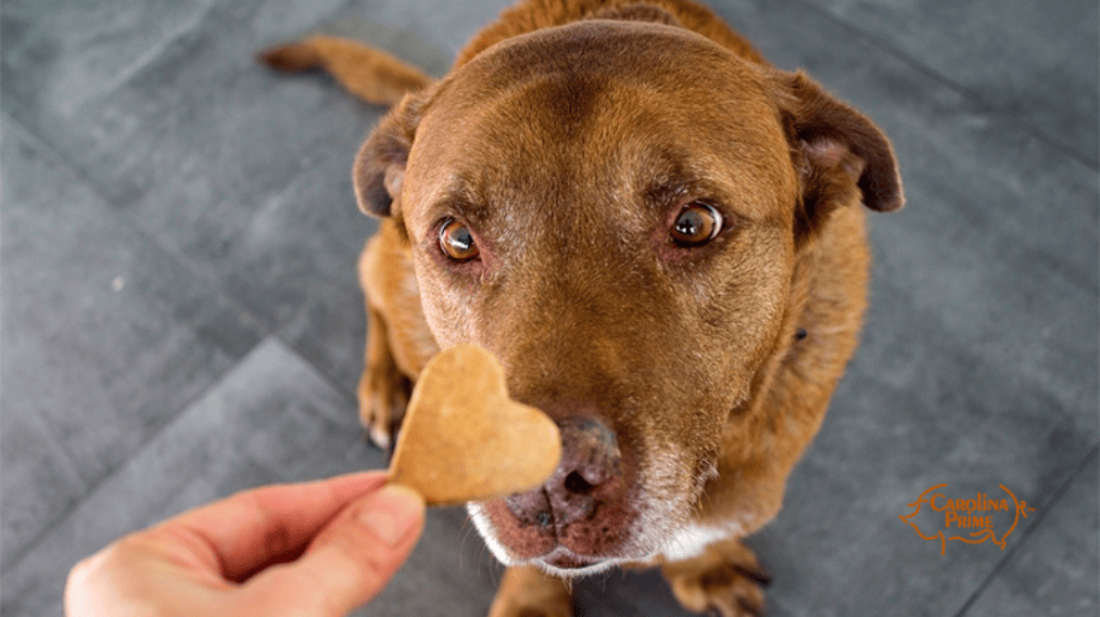 Big brown dog waiting patiently for the treat his owner is holding.