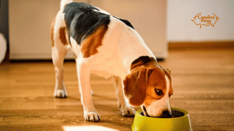 Image a dog eating from its bowl.