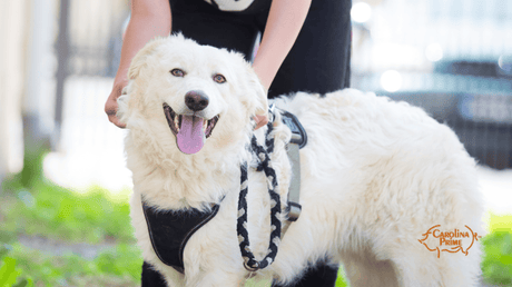 Image an owner petting her dog on a walk.