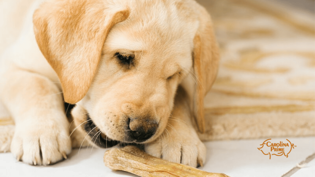 Puppy chewing on a dog bone treat.