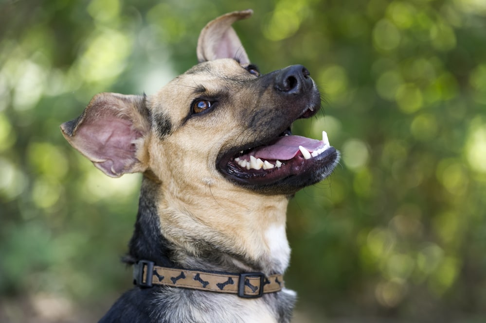 Image of a dog with trees in the background.