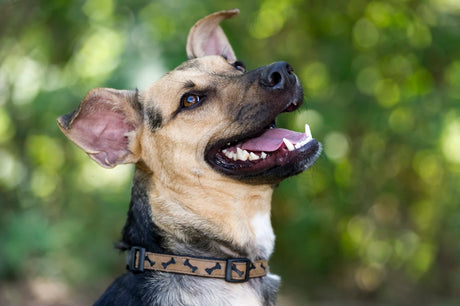 Image of a dog with trees in the background.