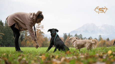 A woman in the field giving instructions to the dogs with gentle gestures of her hand.