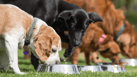 A bunch of dogs are eating together in their containers outside home.