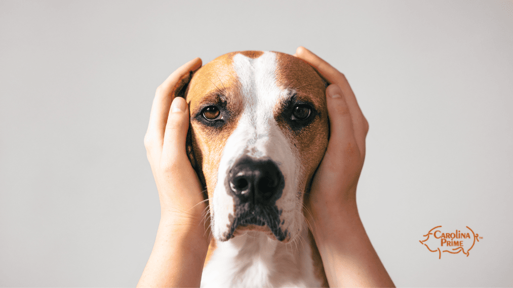 Image a dog with owner's hands over its ears.