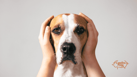 Image a dog with owner's hands over its ears.