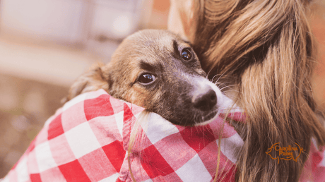 Image of an owner holding her dog.