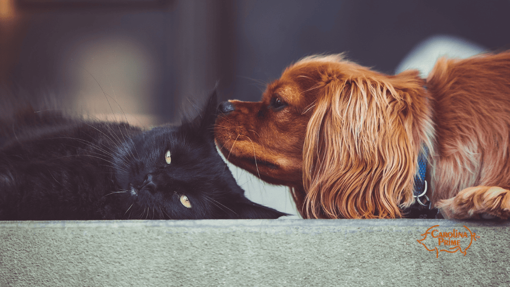 New Four-Legged Friend? How To Introduce Your Kitten & Dog