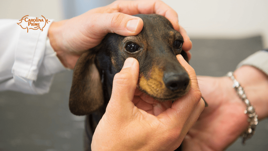 Image of a vet observing a weaner dog.