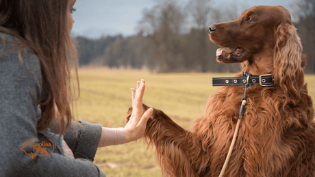 A woman extends her hand towards the dog to exchange a high-five.