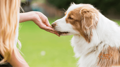 Image a dog eating a treat from the owner's hand.