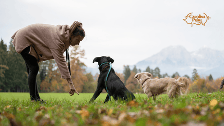 Image of an owner training two dogs in a field.