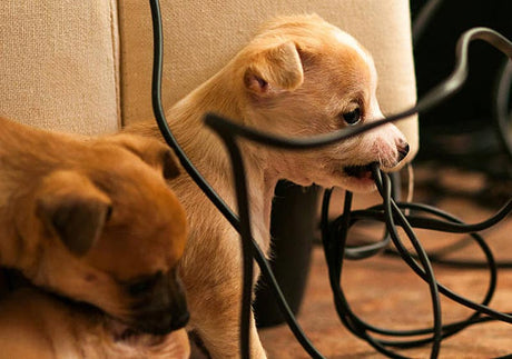 Puppy biting loose cords at home.