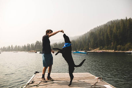 Man on dock training a jumping puppy with a treat.