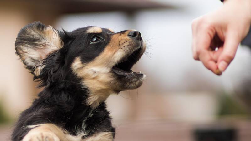 A puppy opening his mouth for a small treat.