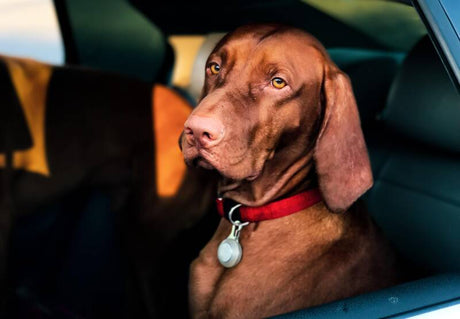 Going On A Road Trip With Your Dog? How To Survive The Long Drive!