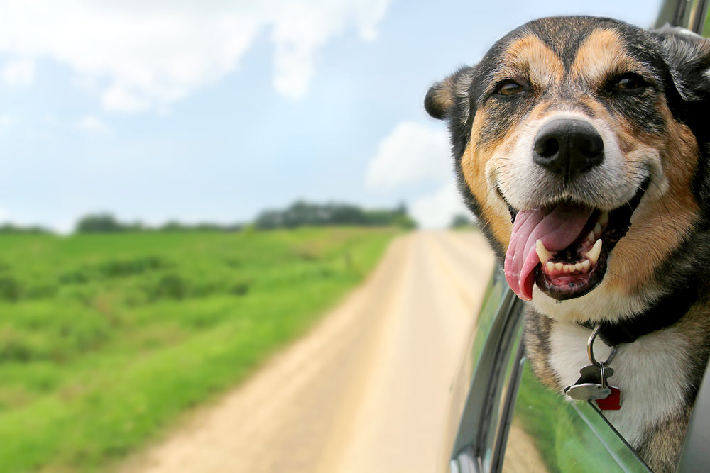 Happy dog putting it's head out of the car window.