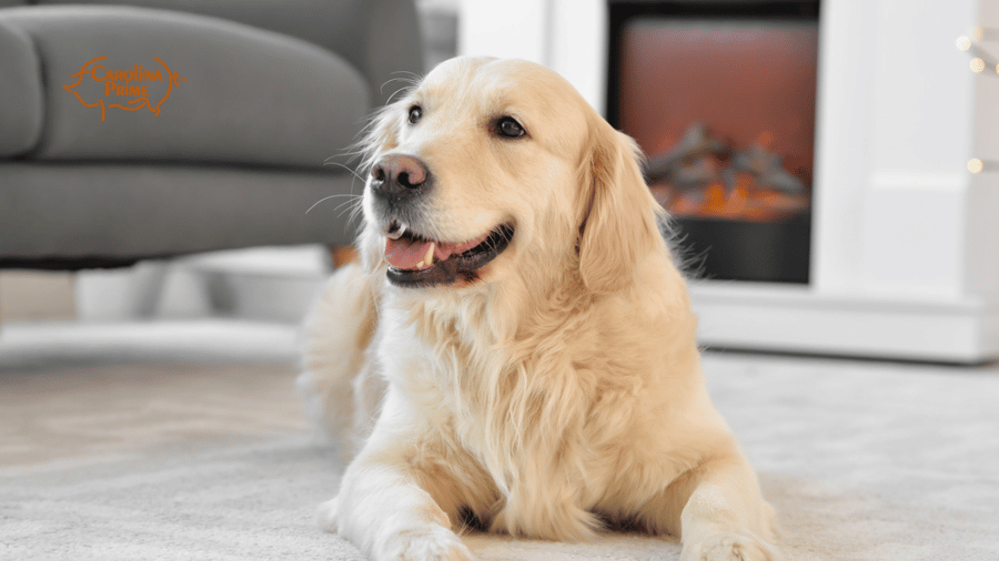 Dog in front of a fireplace, with a gray couch next to it.