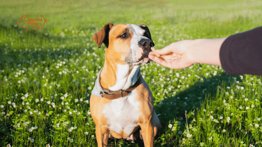 Dog smelling a treat in here owner's hand, sitting in the grass.