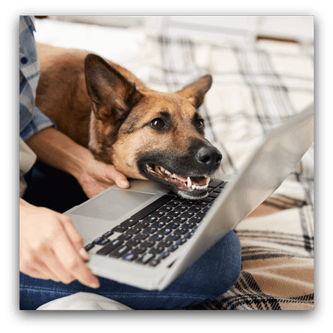 dog looking at laptop screen and waiting for a dog treat