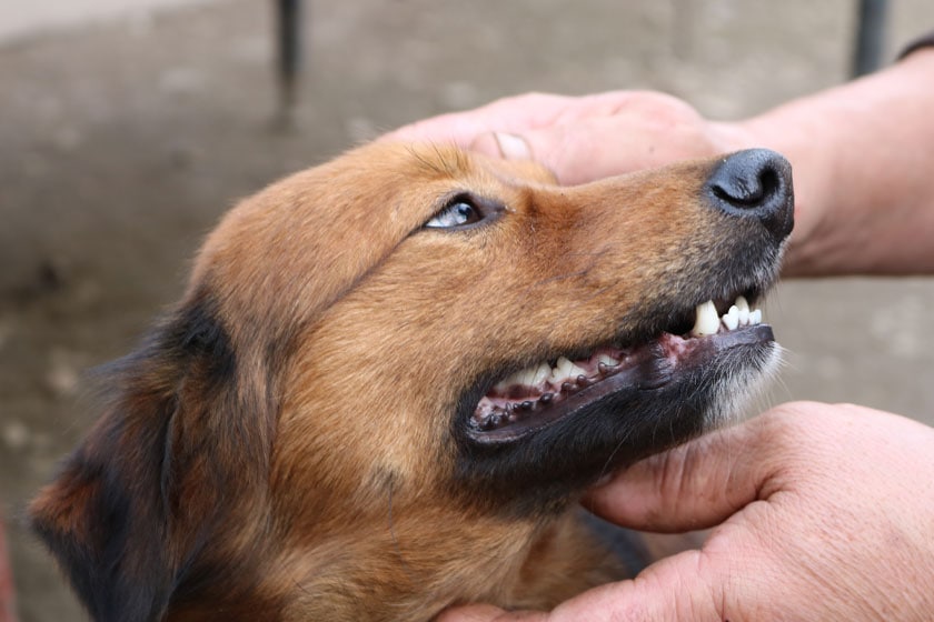 Pet owner cleaning dog's teeth.