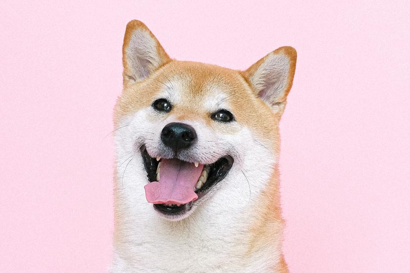 A happy dog "smiling" in front of pink backround.