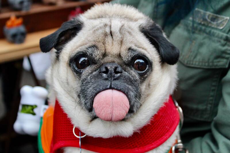 Pug dog showing its tongue and begging for food
