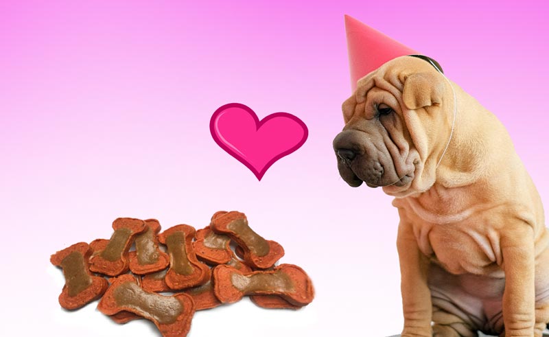 Shar Pei puppy wearing birthday hat with peanut butter treats in front of it.