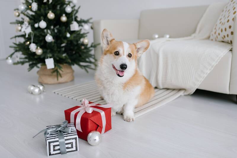 Corgi sitting in front of white couch near Christmas tree.