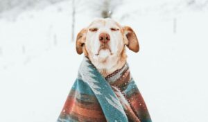 Spoiled dog wearing blanket in snow.
