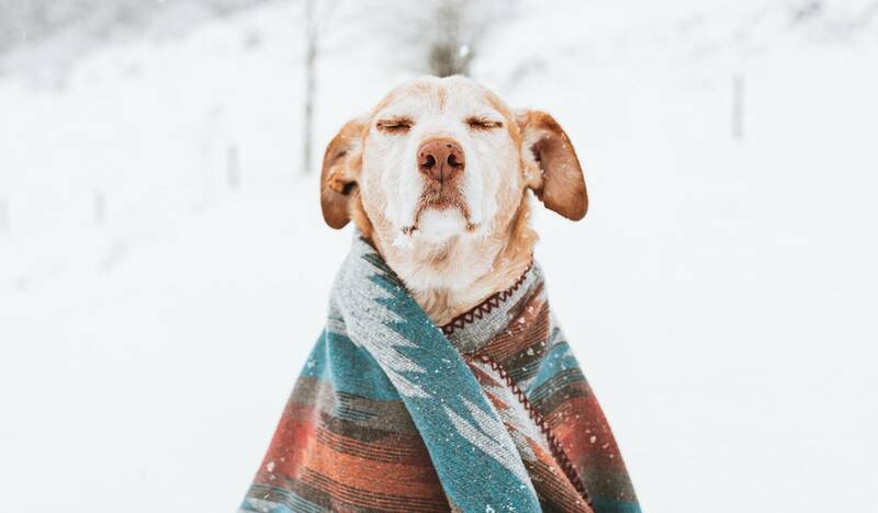 Spoiled dog wearing blanket in snow.