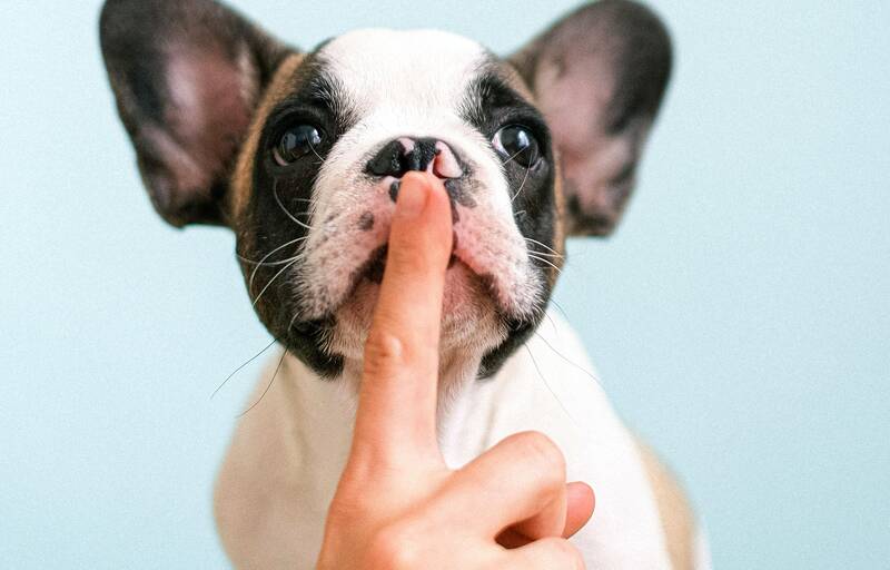 Owner's index finger over dog's mouth.