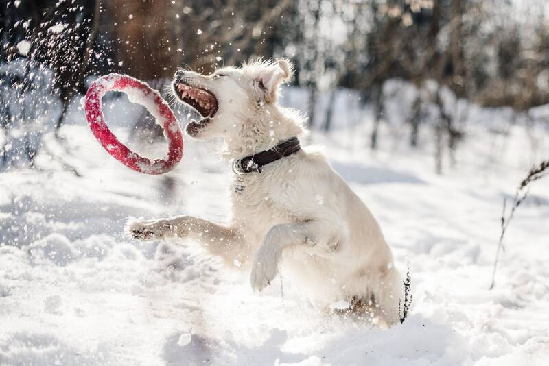 Dog playing catch in the snow