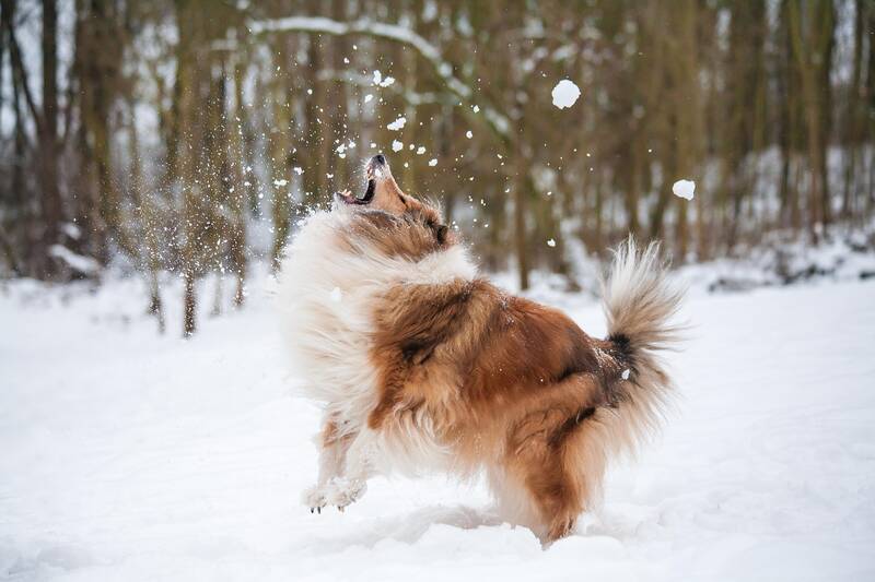One of the fun winter activities for dogs is a snowball fight