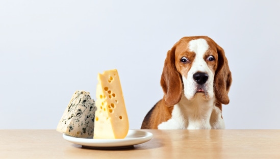 Dog eyeballing a plate of cheese on a table.