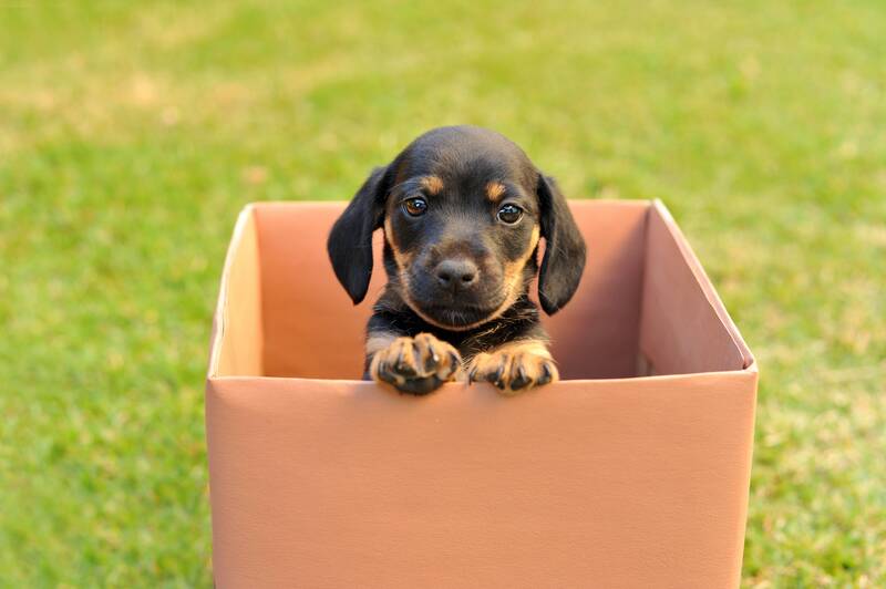 Cute puppy in a box.