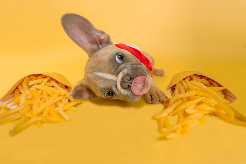 Cute puppy laying down between two boxes of french fries.