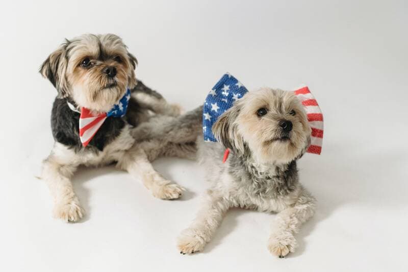 Two dogs wearing American flag bows.