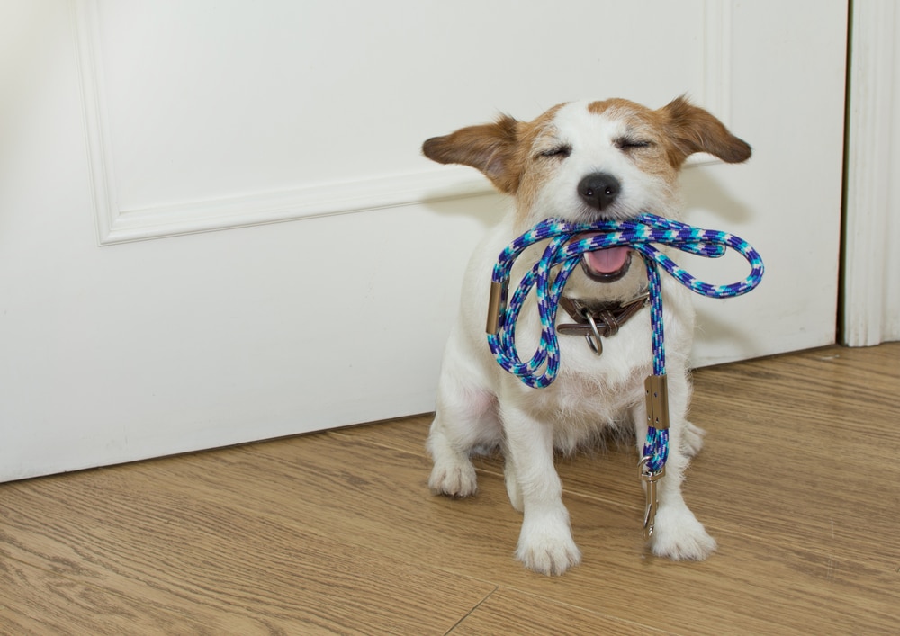 Jack Russel puppy with leash in mouth.