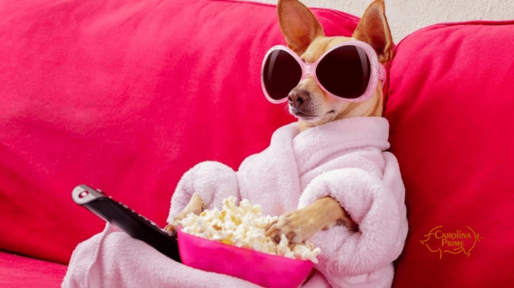 Chihuahua dressed up in a pink robe and sunglasses, with a pink bowl of popcorn in it's lap.