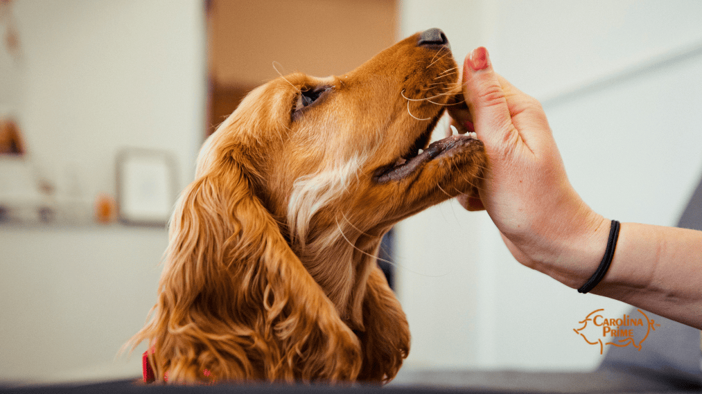 A brown dog receives a goodie from the hand of his owner.