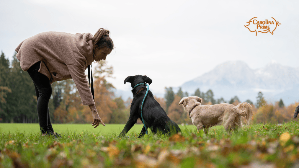 A woman in the field giving instructions to the dogs with gentle gestures of her hand.