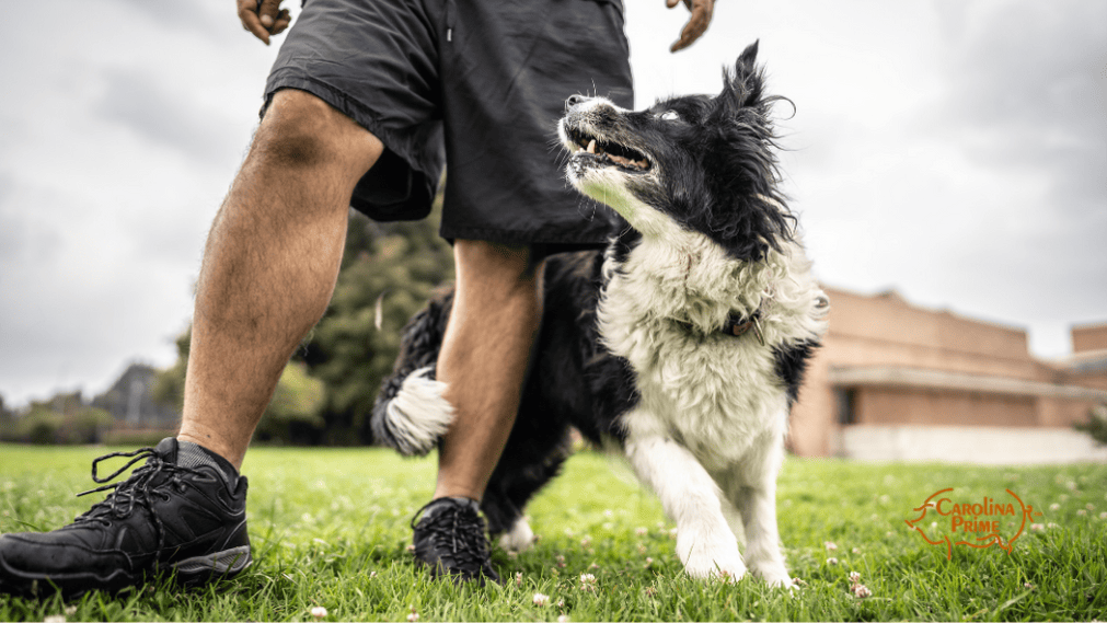How To Teach A Dog To Stay - Tips & Tricks To Master The Art