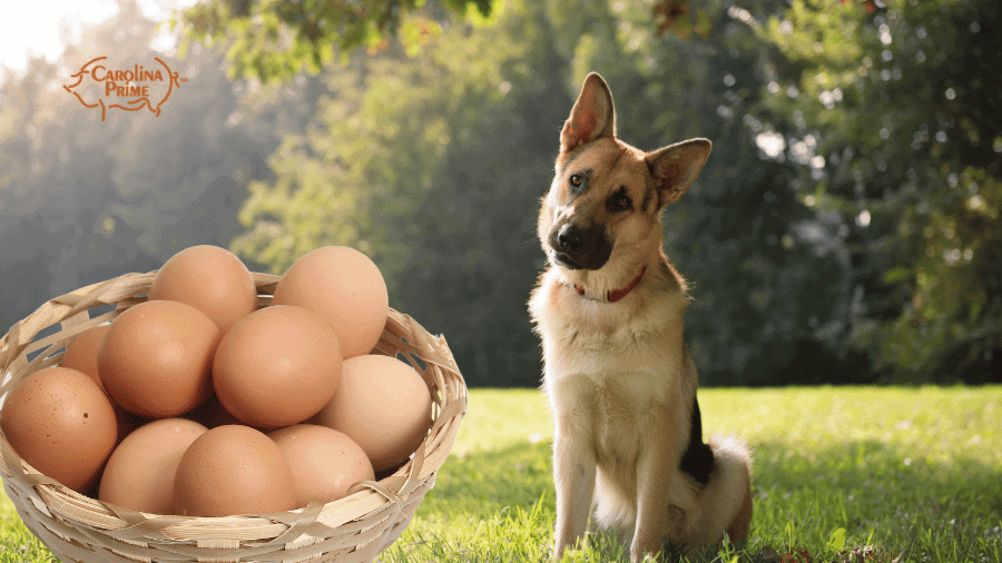 Image of brown eggs in a basket, with a German Shepherd on the right.