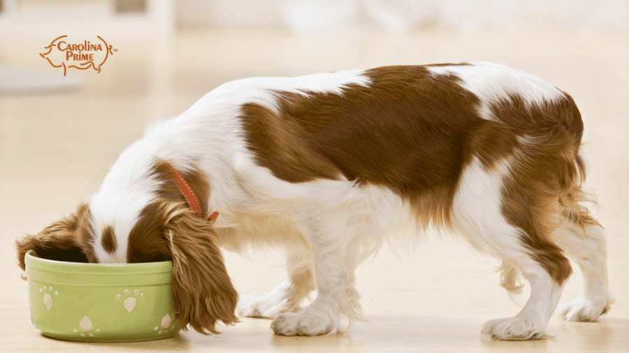 Image of a dog eating food from a bowl.