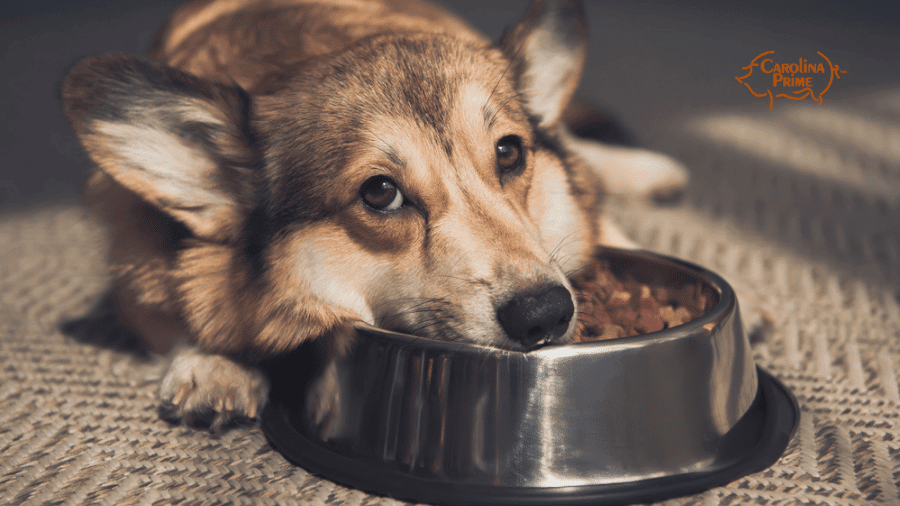 Image of a sad dog with its head laying on its dog bowl.